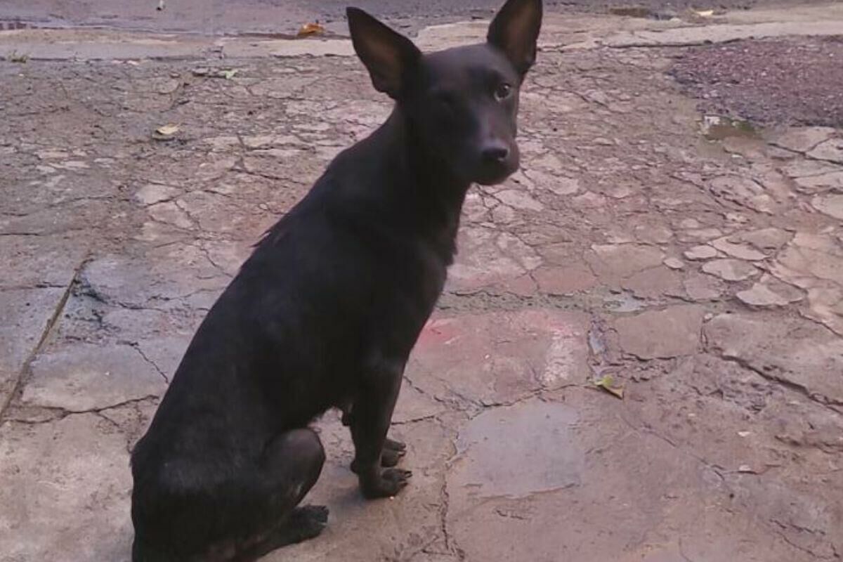 Imagem de compartilhamento para o artigo Mulher é presa em Coxim por abandonar cachorrinha em via pública; caso gerou revolta nas redes sociais da MS Todo dia